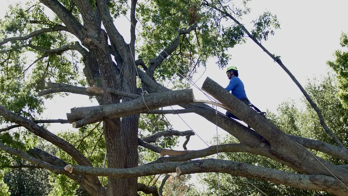 Professional Hazardous Tree Removal performed by certified arborists in Sanders