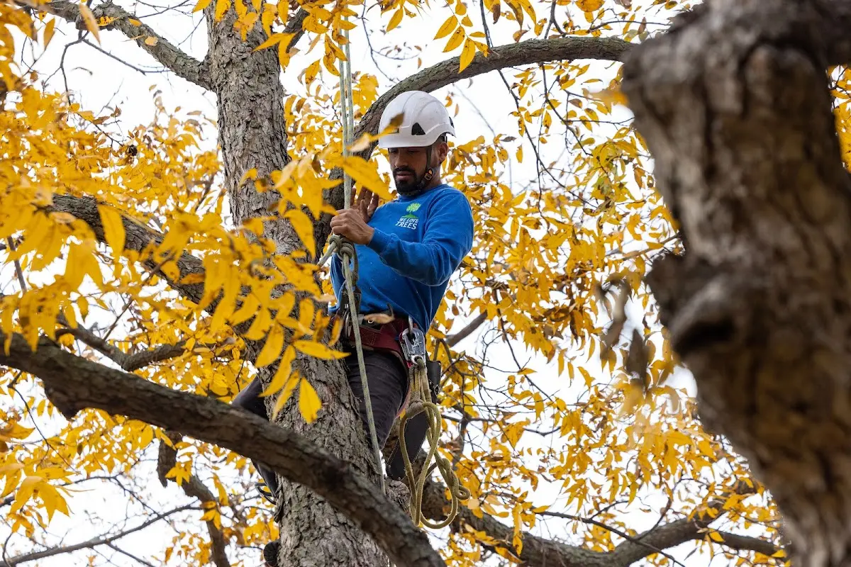 Skilled Dead Tree Removal crew working in Sanders