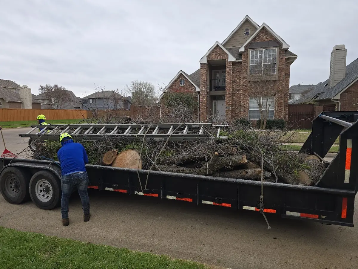 Expert Tree Removal with proper safety equipment in Sanders
